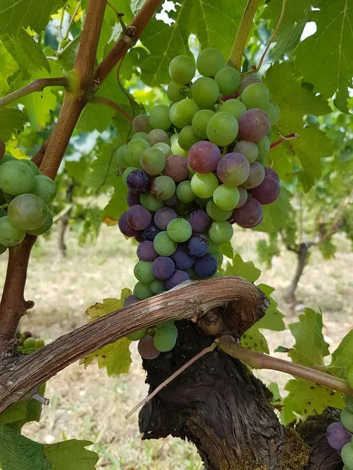 Grappe de raisins