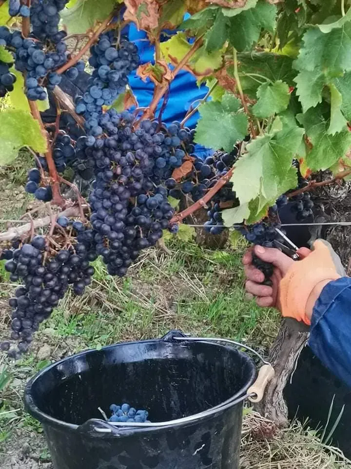 vignes (1)