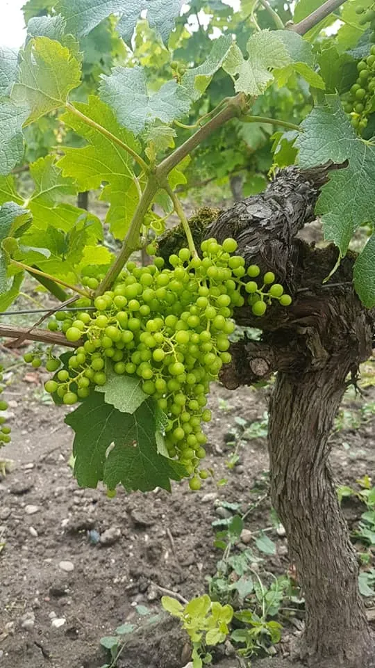 vignes (8)